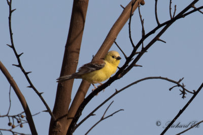 Sudanguldsparv -  Sudan Golden Sparrow (Passer luteus)