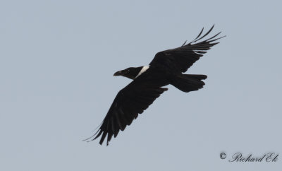 Svartvit krka - Pied Crow (Corvus albus)