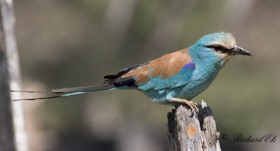 Savannblkrka - Abyssinian Roller (Coracias abyssinicus)