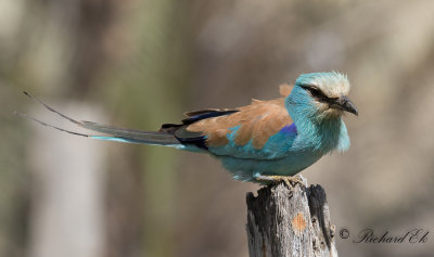 Savannblkrka - Abyssinian Roller (Coracias abyssinicus)