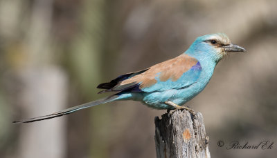 Savannblkrka - Abyssinian Roller (Coracias abyssinicus)