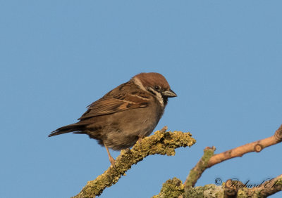 Pilfink - Tree Sparrow (Passer montanus)