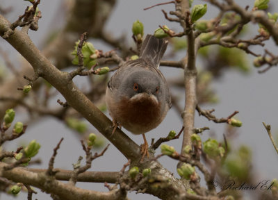 Rdstrupig sngare - Subalpine Warbler (Sylvia cantillans)