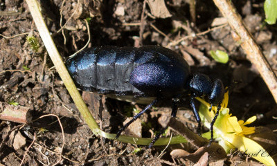 Violett majbagge - Violet oil beetle (Meloe violaceus)