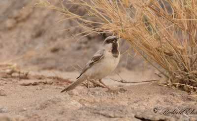 kensparv - Desert Sparrow (Passer simplex)