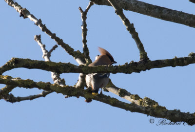 Sidensvans - Waxwing (Bombycilla garrulus)
