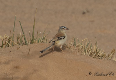 Sahelsångare - Cricket Warbler (Spiloptila clamans)
