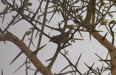 Rostsngare - Western Subalpine Warbler (Sylvia inornata inornata)