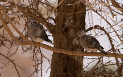 Afrikansk turkduva - Sahel African Collared-Dove (Streptopelia roseogrisea roseogrisea)