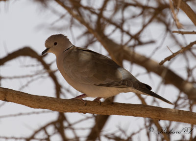 Afrikansk turkduva - Sahel African Collared-Dove (Streptopelia roseogrisea roseogrisea)