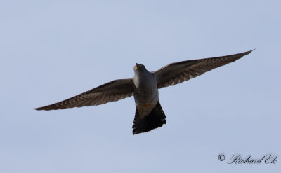 Gök - Common Cuckoo (Cuculus canorus)