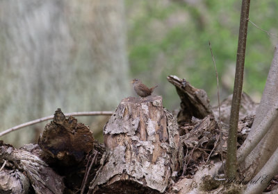 Gärdsmyg - Winter Wren (Troglodytes troglodytes)