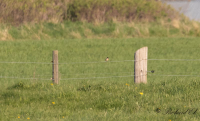 Svarthakad buskskvätta - Stonechat (Saxicola rubicola)