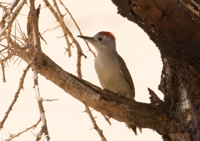 Gulbukig askspett - African Grey Woodpecker (Dendropicos goertae)