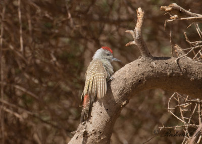 Gulbukig askspett - African Grey Woodpecker (Dendropicos goertae)