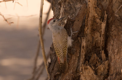 Gulbukig askspett - African Grey Woodpecker (Dendropicos goertae)