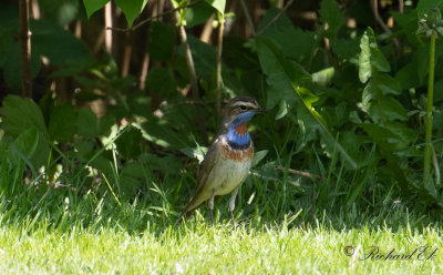 Blåhake - Bluethroat (Luscinia svecica)