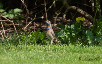 Blåhake - Bluethroat (Luscinia svecica)