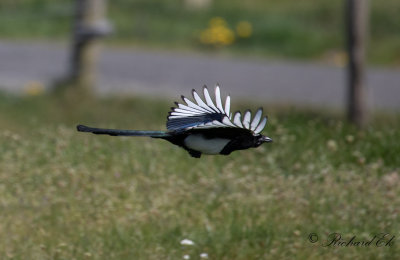 Skata - Eurasian magpie (Pica Pica)