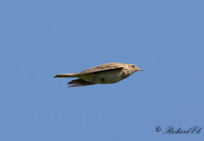 Sånglärka - Eurasian skylark (Alauda arvensis)