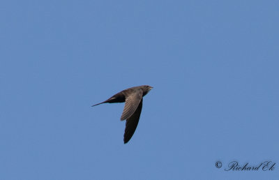 Tornseglare - Common Swift (Apus apus)