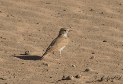 Sandkenlrka - Bar-tailed Desert Lark (Ammomanes cinctura arenicolor)