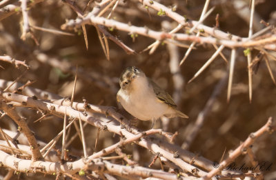 Bergsngare - Western Bonelli's Warbler (Phylloscopus bonelli)