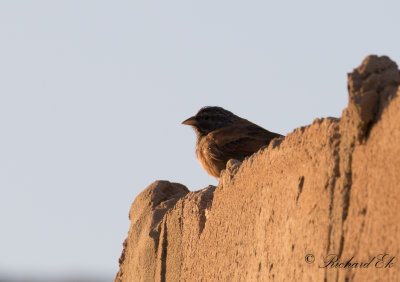 Hussparv - House Bunting (Emberiza sahari)