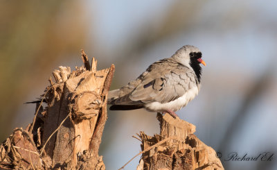 Lngstjrtad duva - Namaqua Dove (Oena capensis)