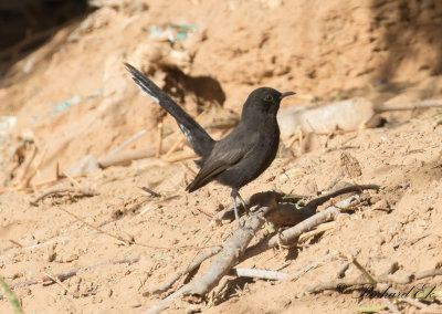 Svart trdnktergal - Black Scrub Robin (Cercotrichas podobe)