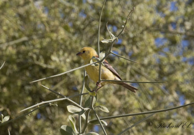 Sudanguldsparv - Sudan Golden Sparrow (Passer luteus)