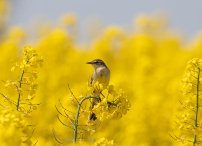 Gulärla - Yellow wagtail (Motacilla flava)