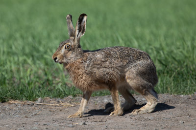 Flthare - Brown Hare (Lepus europaeus)