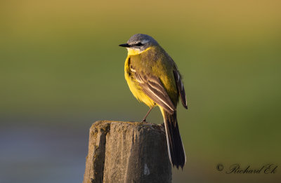 Gulärla - Yellow wagtail (Motacilla flava)