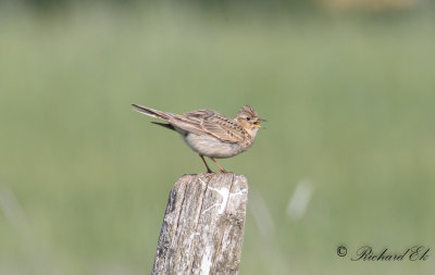 Sånglärka - Eurasian skylark (Alauda arvensis)