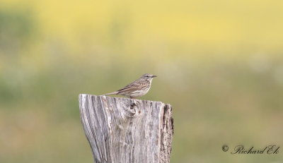 ngspiplrka - Meadow Pipit (Anthus pratensis)