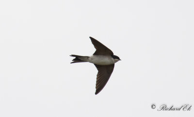 Hussvala - House Martin (Delichon urbicum)