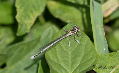 Flodflickslnda - White-legged Damselfly (Platycnemis pennipes) 