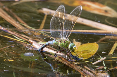 Kejsartrollslnda - Emperor dragonfly (Anax imperator) 