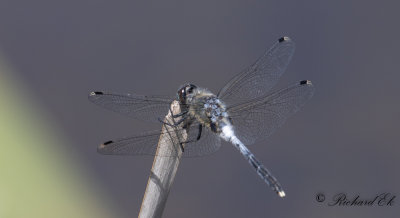 Latest dragonfly pictures