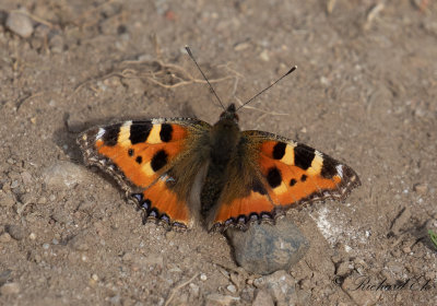 Nsselfjril - Small Tortoiseshell (Aglais urticae)