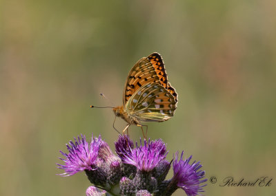 Ängspärlemorfjäril - Dark green fritillary (Argynnis aglaja)