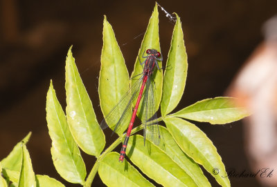 Rd flickslnda - Large Red Damselfly (Pyrrhosoma nymphula) 