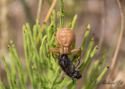 Xysticus sp.