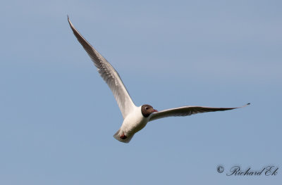 Skrattmås - Black-headed Gull (Larus ridibundus)