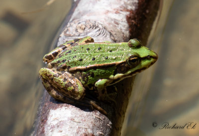tlig groda - Edible Frog (Pelophylax esculentus)