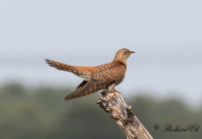 Gök - Common Cuckoo (Cuculus canorus)