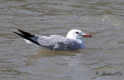 Rdnbbad trut - Audouin's Gull (Larus audouinii)