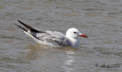 Rdnbbad trut - Audouin's Gull (Larus audouinii)