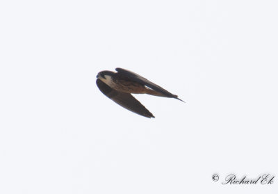 Eleonorafalk - Eleonora Falcon (Falco eleonorae)